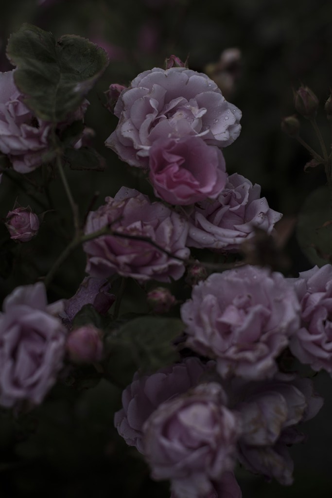 Old age perfume - Veules-les-Roses 2019