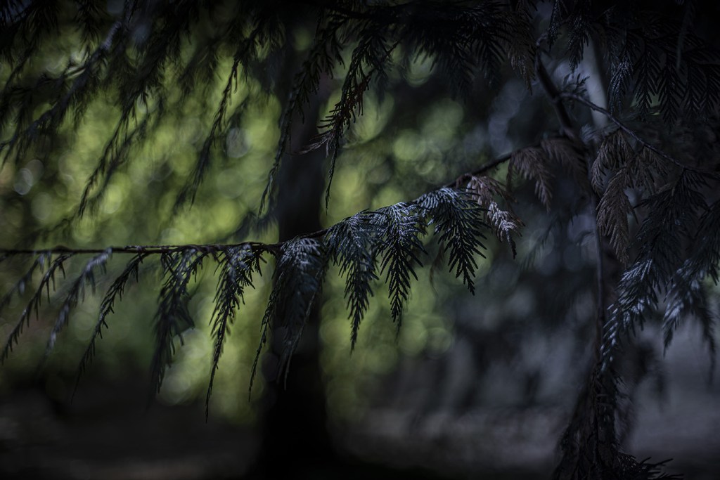 Forest claws - Caen 2019