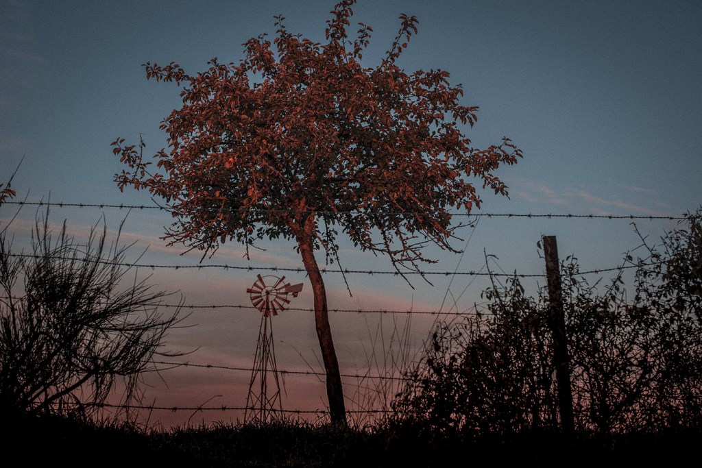 Twilight squeaking - Mutrécy 2019