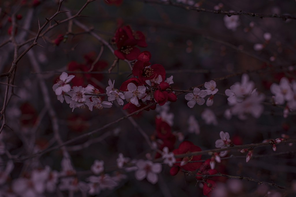 Japanese garden - Caen 2020